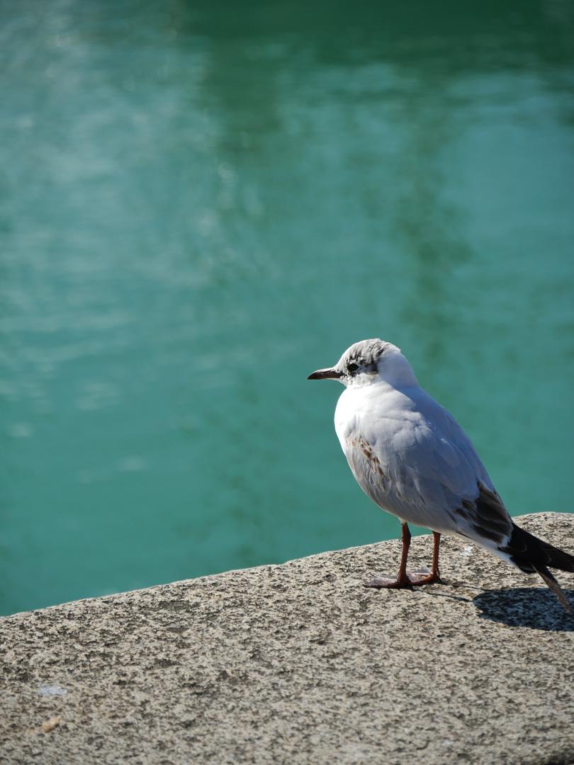Central Park - La Rochelle